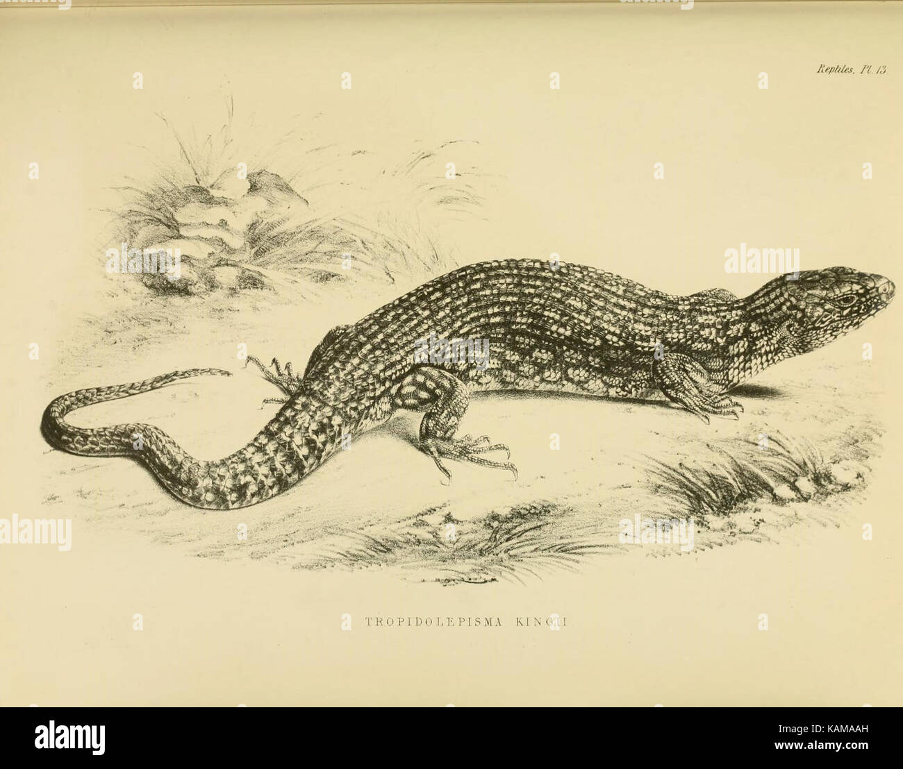La zoologie du voyage du H.M.S. Erebus et Terror (10327869355) Banque D'Images
