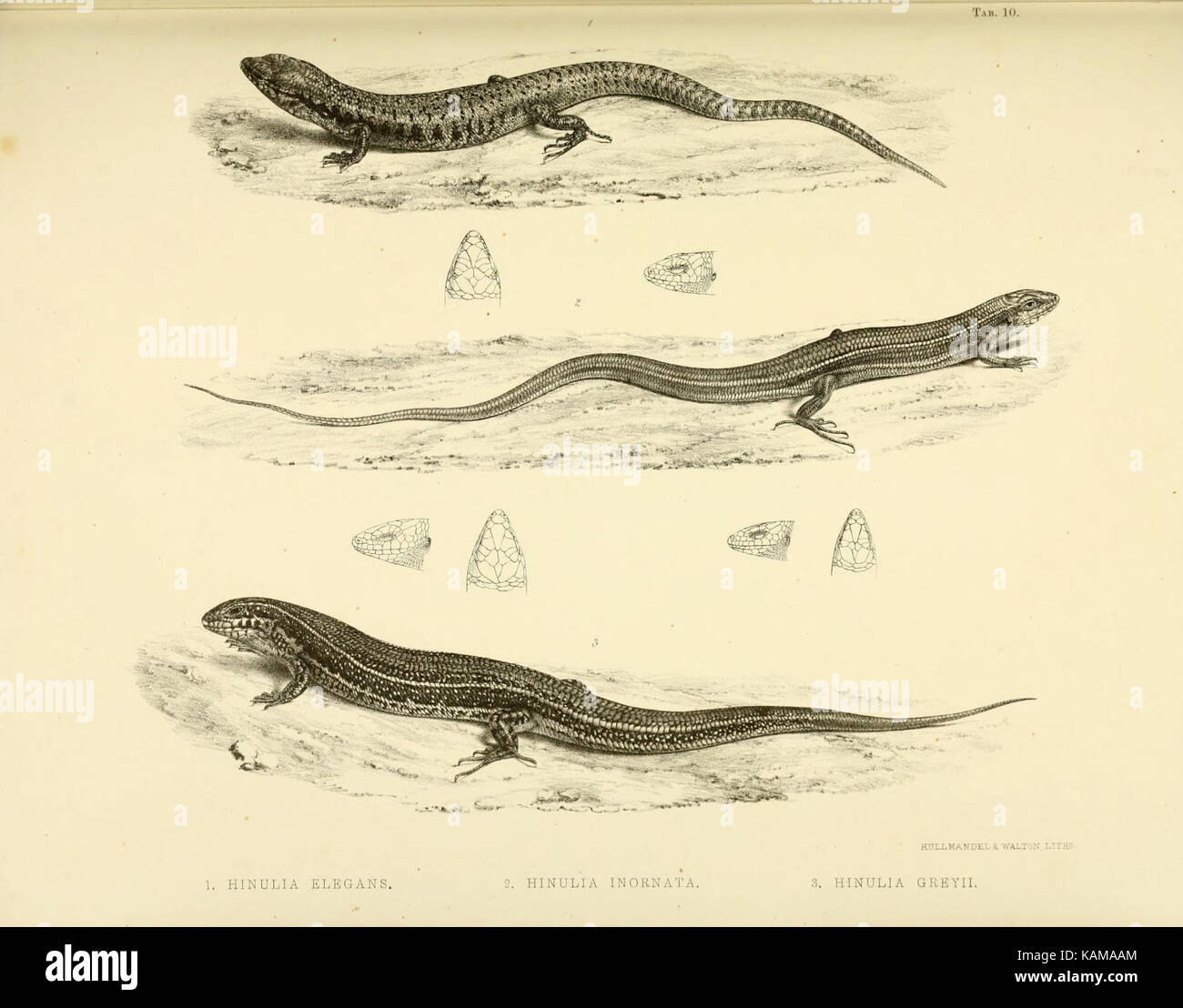 Cette image est tirée de 'la Zoologie du voyage du H.M.S. Erebus et de la terreur', documentant l'histoire naturelle recueillie au cours de l'expédition antarctique du XIXe siècle. Banque D'Images