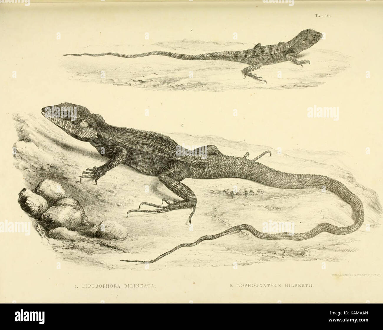 Ce livre explore les découvertes zoologiques au cours des voyages du H.M.S. Erebus et de la terreur au XIXe siècle. Il couvre la faune rencontrée au cours de ces expéditions historiques dans l’Arctique. Banque D'Images