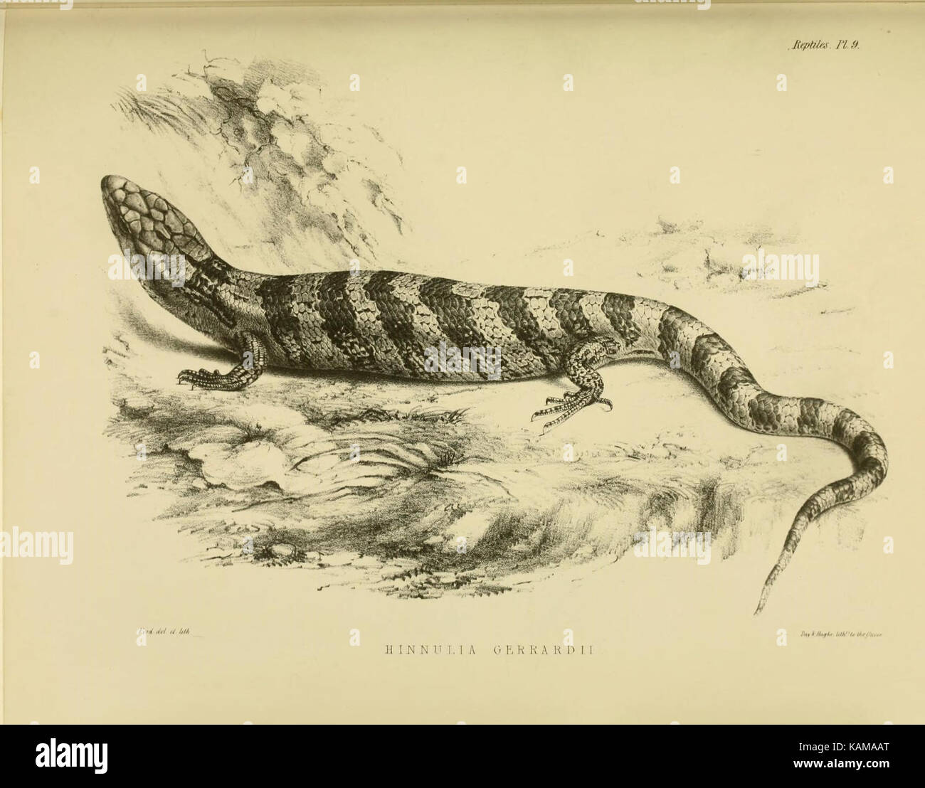 La zoologie du voyage du H.M.S. Erebus et Terror (10327859595) Banque D'Images