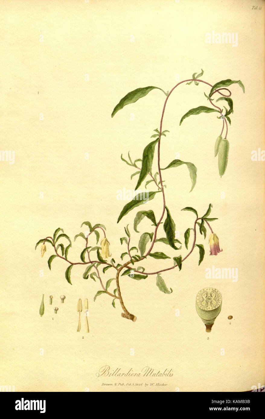 Les fleurs du mal/1861/sépulture la (8317594173) Banque D'Images