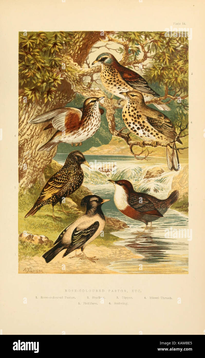 Les plus petits oiseaux britanniques (8053845896) Banque D'Images