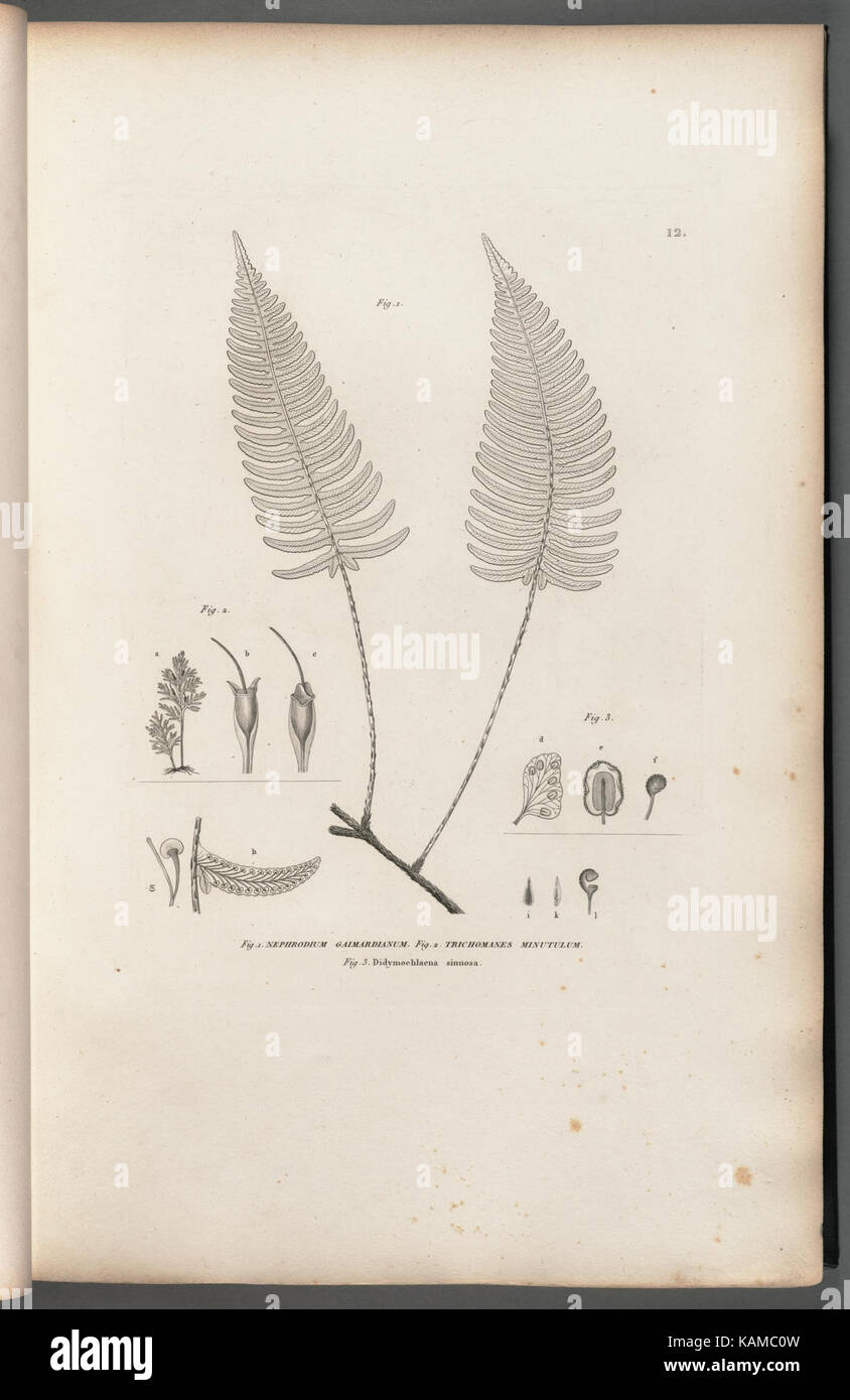 *Voyage autour du monde* est un livre historique comportant un dessin sur la planche 12. Le travail se concentre sur les voyages et l'exploration du botaniste Peter H. Raven, soulignant l'influence mondiale et l'importance historique du jardin botanique du Missouri. Banque D'Images