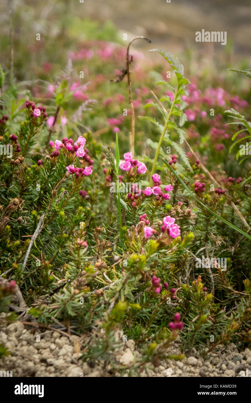 Mountain heather dans une prairie alpine (south chilcotin Mountain park, British Columbia, canada). Banque D'Images