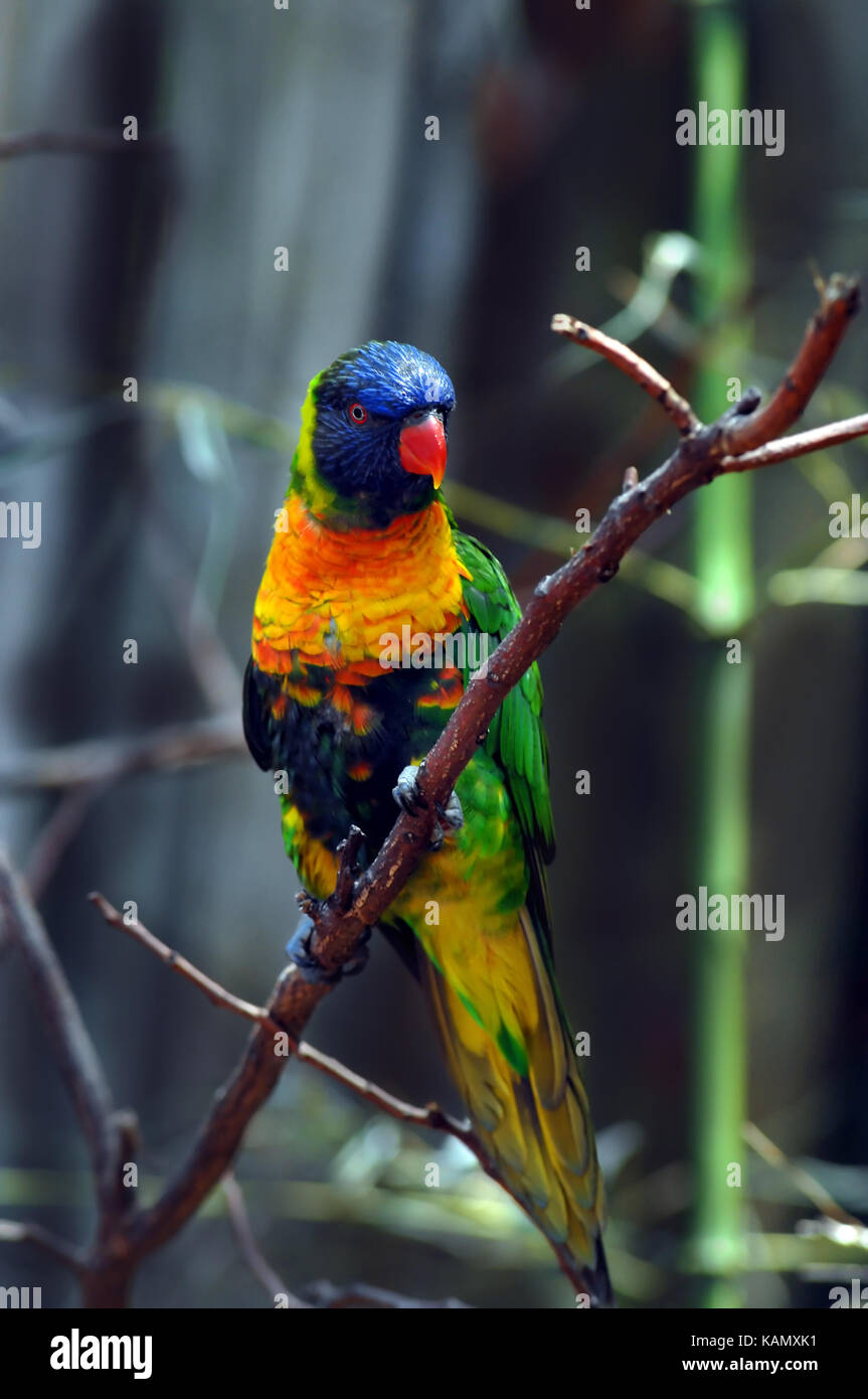 Couleurs vives lorikeet siège au soleil qui brillait sur brach ses plumes colorées. Sa tête est bleu royal et son bec est orange. Banque D'Images