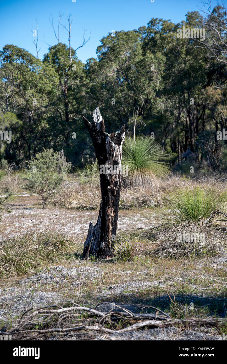 Vestiges pittoresques d'un arbre brûlé dans le parc Whiteman près de Perth Banque D'Images