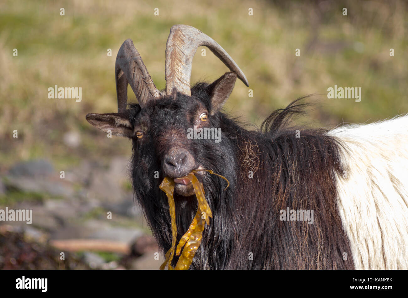 Le noir et blanc avec des cornes de chèvre sauvage de manger des algues à Carsaig Bay sur l'île de Mull, Argyll, Scotland, UK Banque D'Images