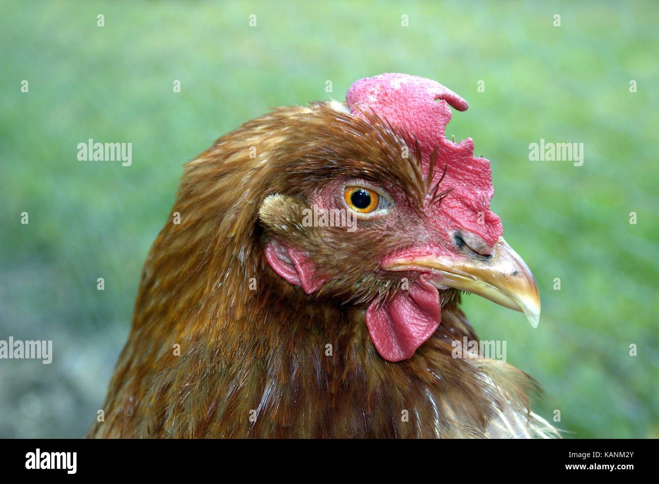 Comment Reconnaitre Une Jeune Poule D Une Vieille Gros plan d'une très vieille poule Rhode Island Red Photo Stock - Alamy