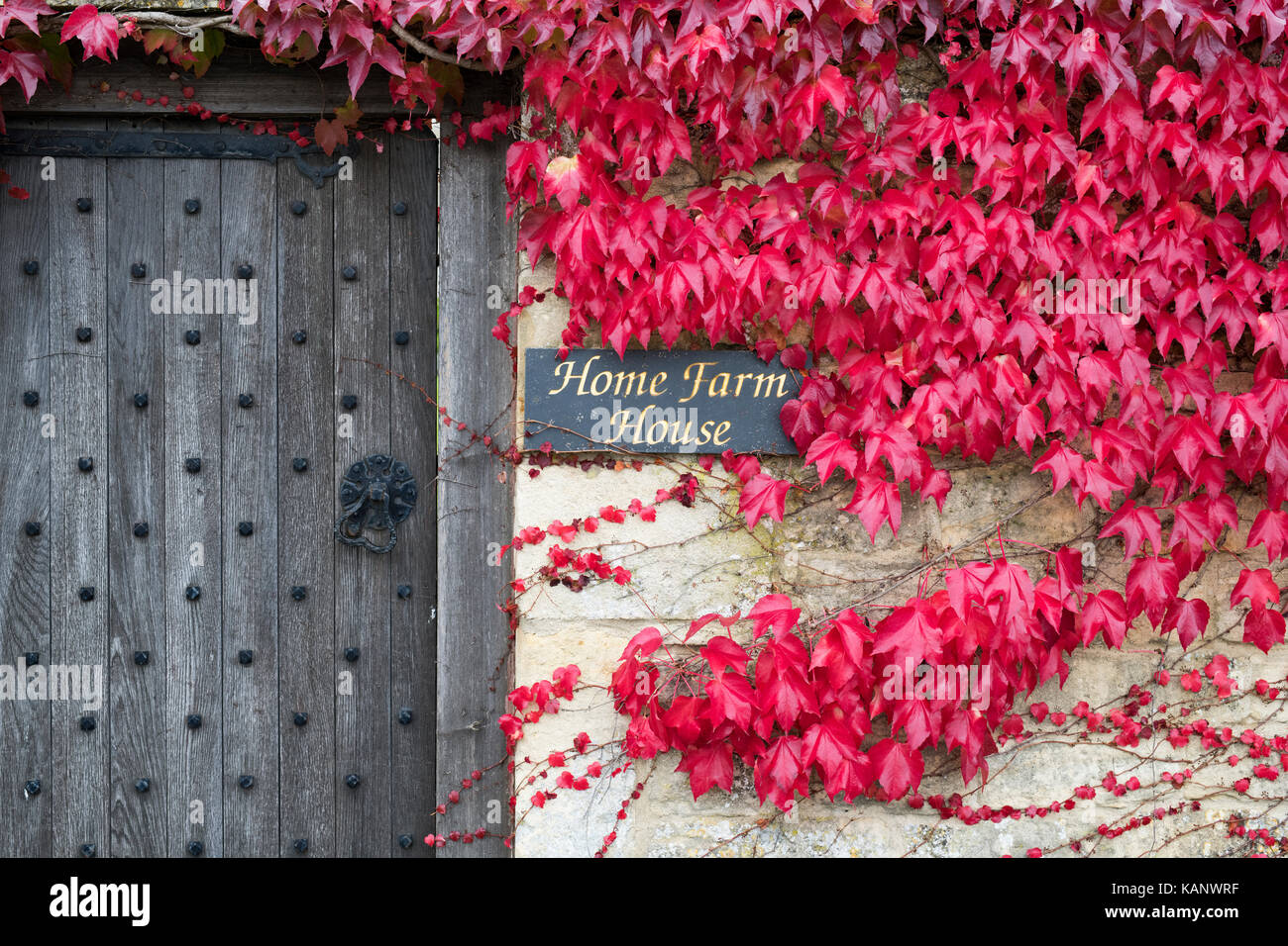 Du Parthenocissus tricuspidata. Boston ivy / réducteur japonais couvrant un chalet jardin mur en pierre. Minster Lovell, Cotswolds, Gloucestershire, Royaume-Uni Banque D'Images