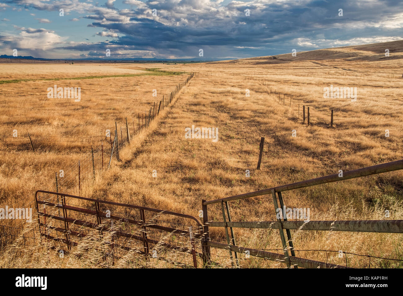 Scène rurale composé d'un ranch gate au bord d'un pâturage en Californie du nord. Banque D'Images