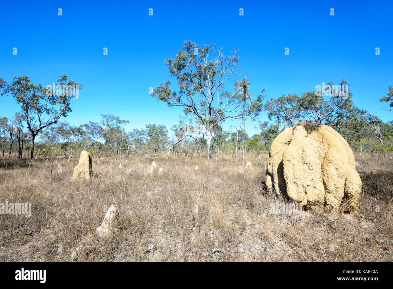 Savannah avec termitières partie de la réserve naturelle des zones humides Mareeba, Atherton Tablelands, Nord du Queensland, Queensland, Australie Banque D'Images