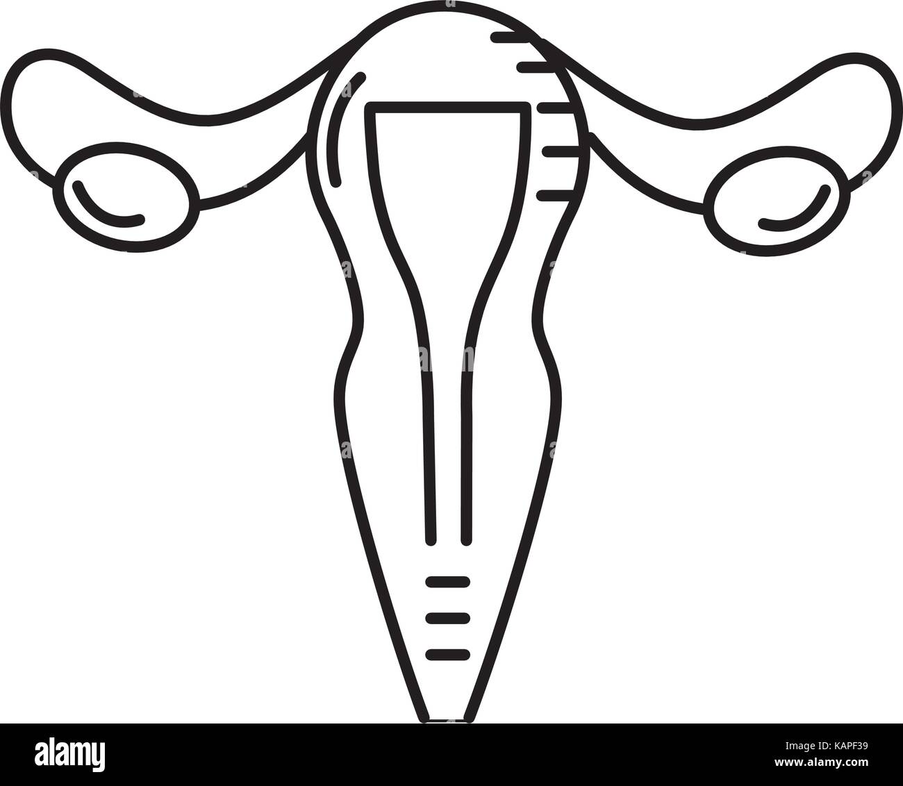 Les trompes de Fallope utérus ligne femme anatomie Illustration de Vecteur