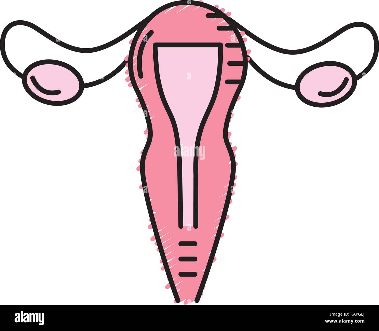 Les trompes de Fallope utérus féminin anatomie Illustration de Vecteur