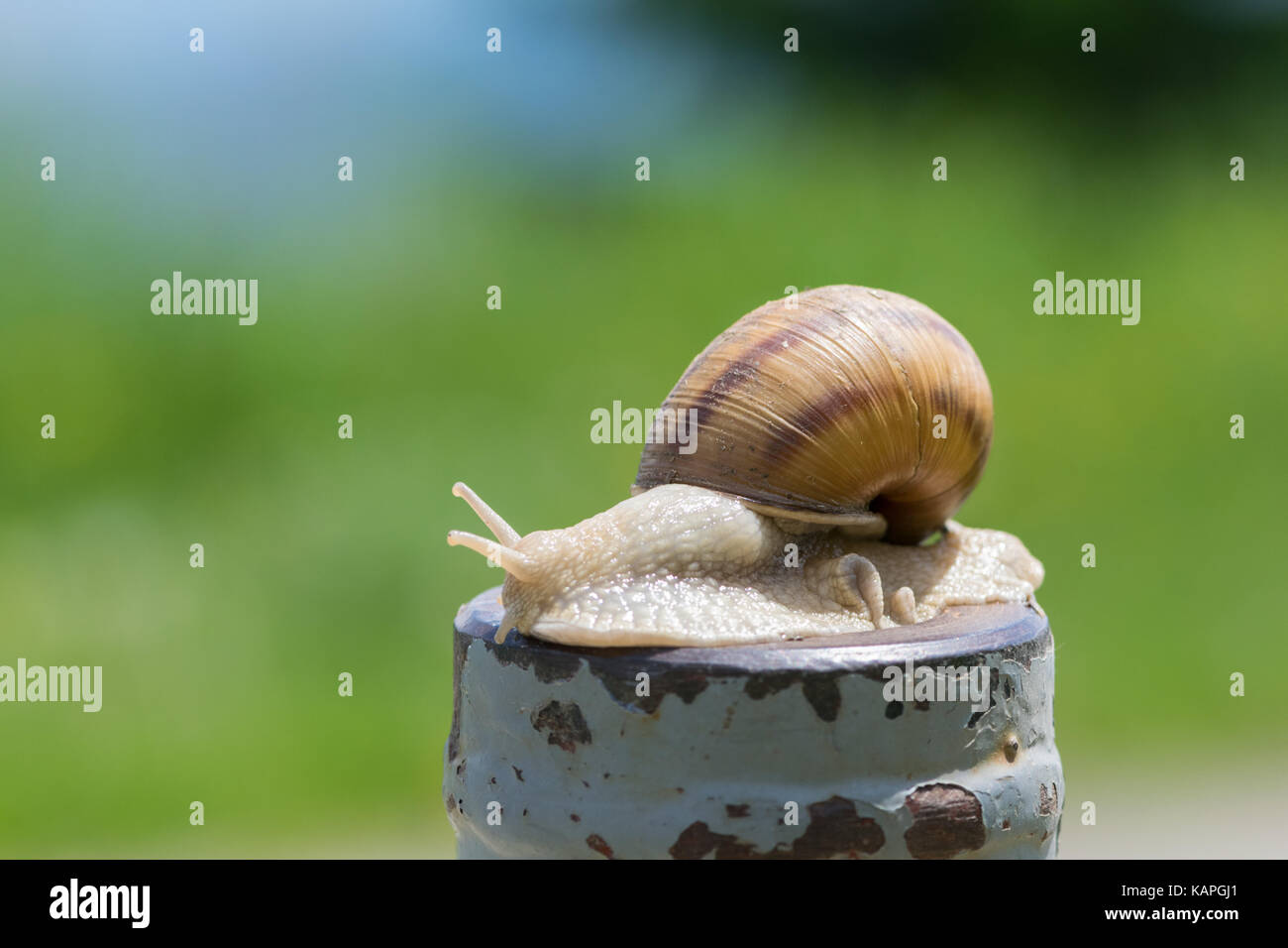 Gros plan dans la nature de l'escargot Banque D'Images