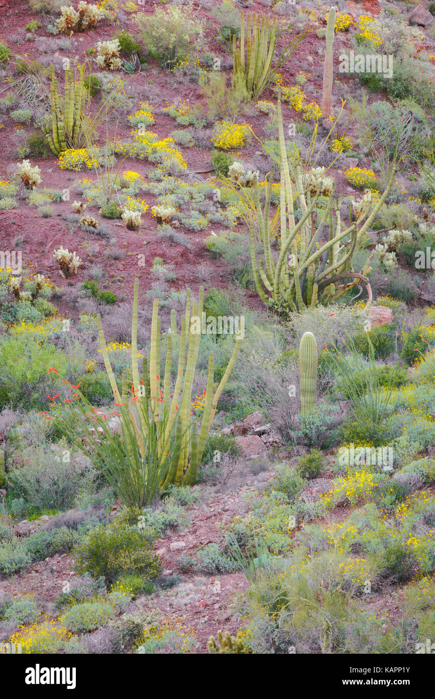 Fleurs de printemps entre le désert de Sonora en Arizona's Organ Pipe Cactus National Monument. Banque D'Images