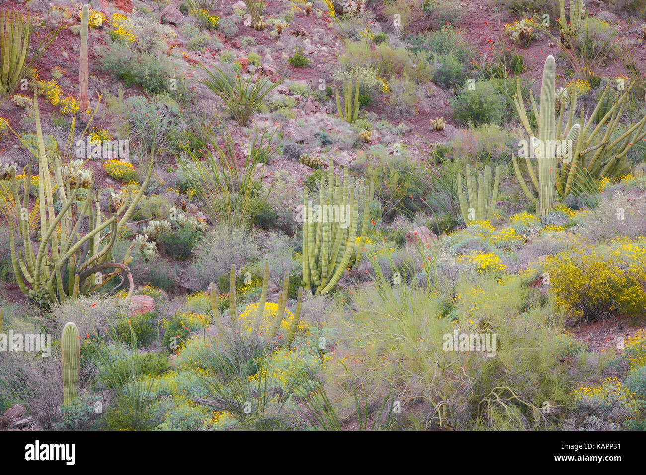 Floraison printanière en Arizona's Organ Pipe Cactus National Monument. Banque D'Images