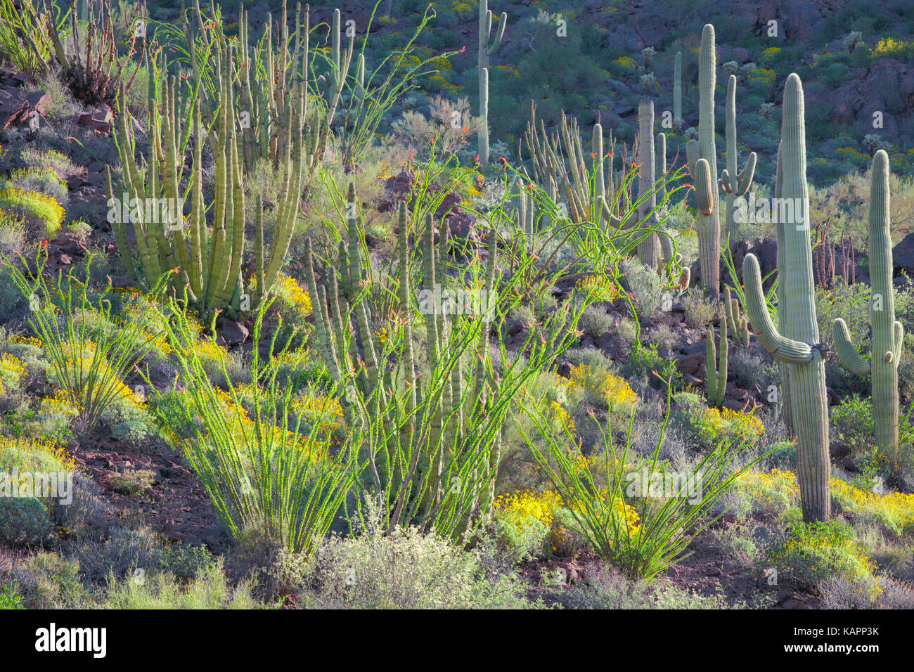 Floraison printanière en Arizona's Organ Pipe Cactus National Monument. Banque D'Images