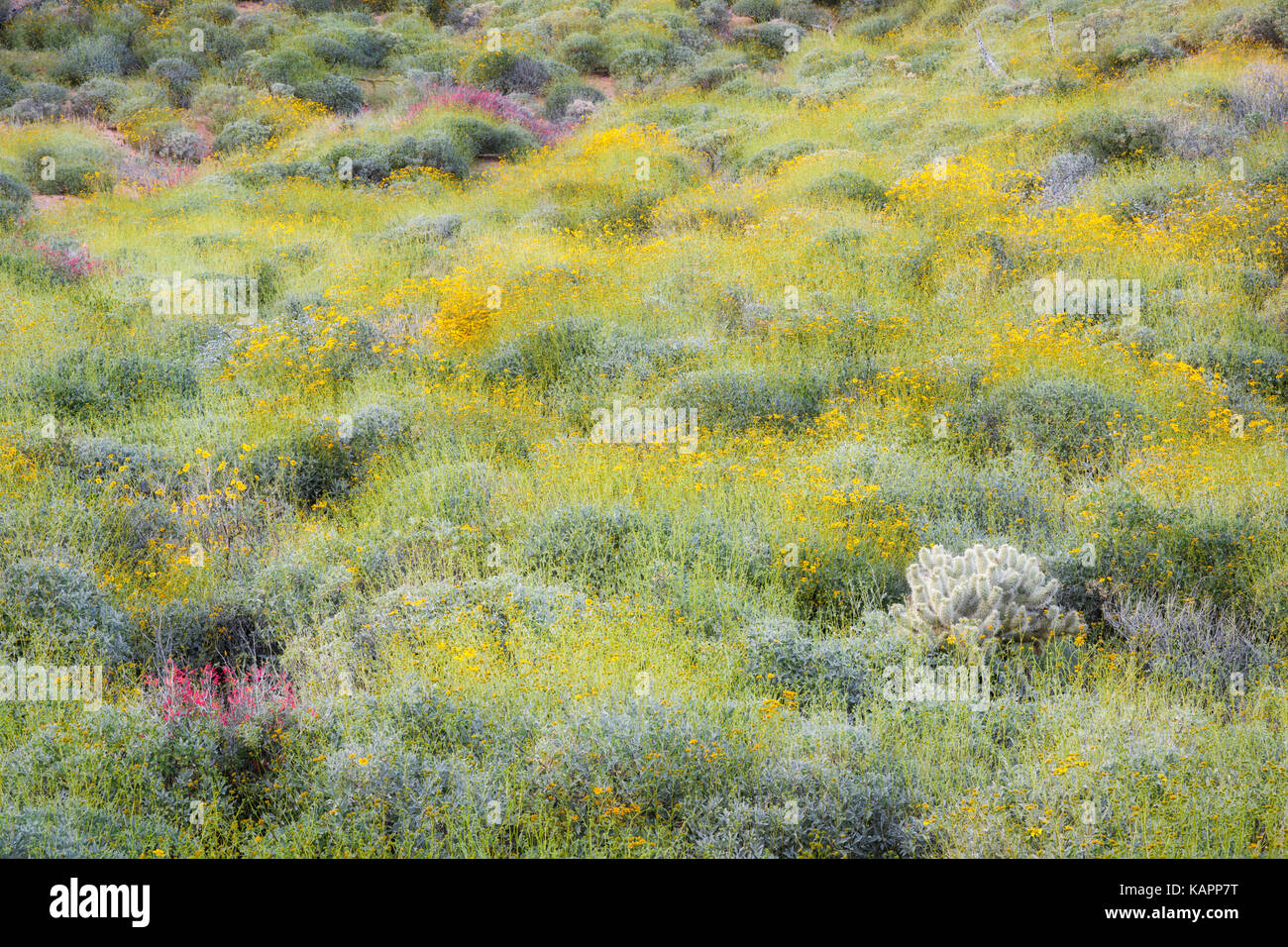 Faits saillants le ressort rouge chuparosa floraison de fleurs sauvages près de Bartlett Lake en Arizona's Tonto National Forest. Banque D'Images