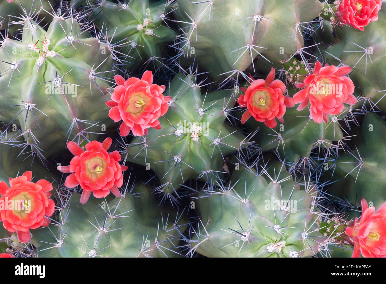 Fleur de printemps de l'oponce de l'Est du comté de Maricopa en Arizona. Banque D'Images