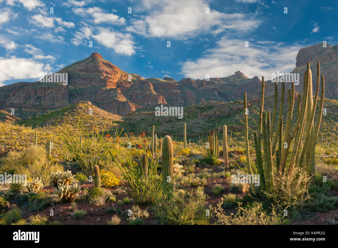 Lumière du soir en Arizona's Organ Pipe Cactus National Monument. Banque D'Images