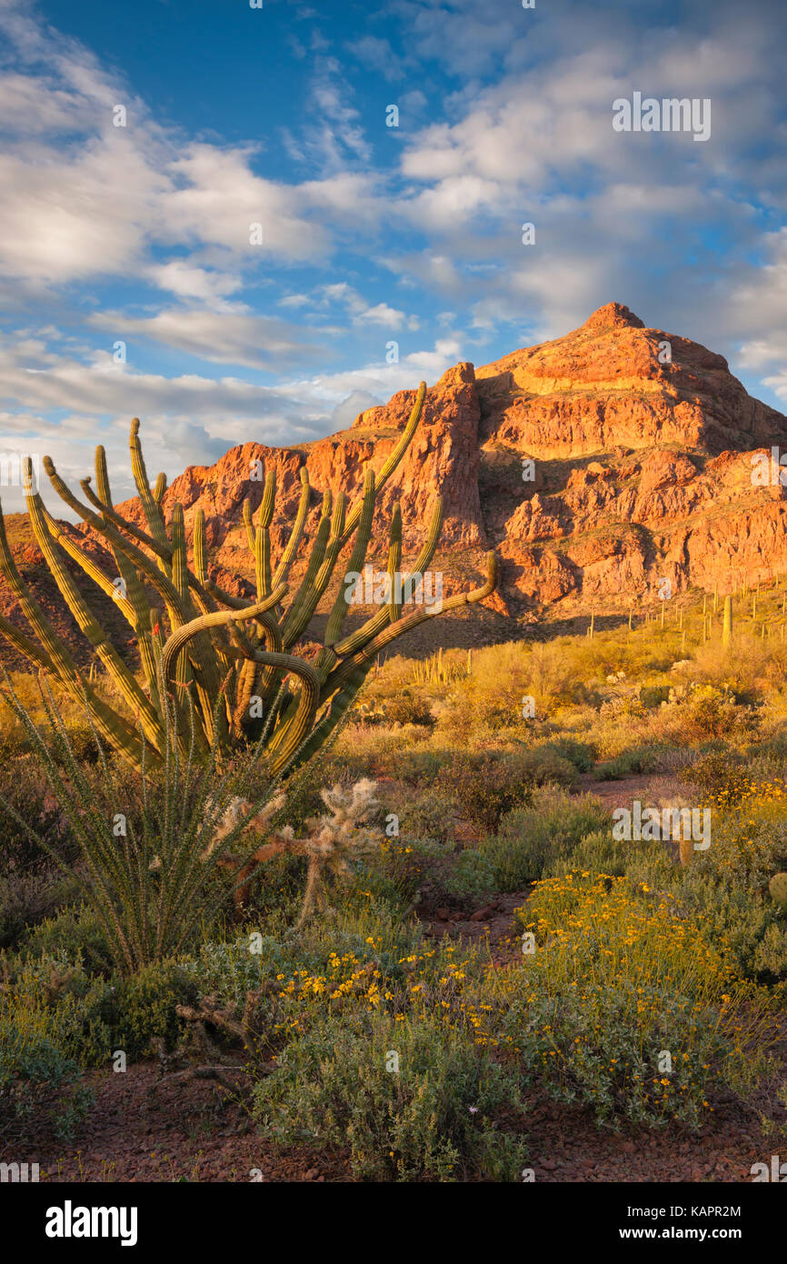 Lumière du soir en Arizona's Organ Pipe Cactus National Monument. Banque D'Images