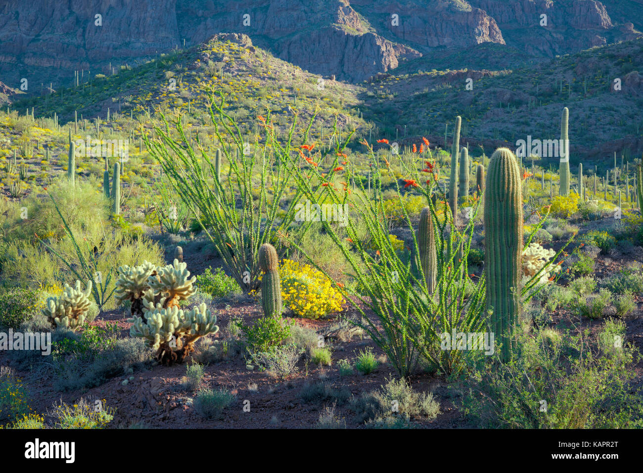 Lumière du soir en Arizona's Organ Pipe Cactus National Monument. Banque D'Images