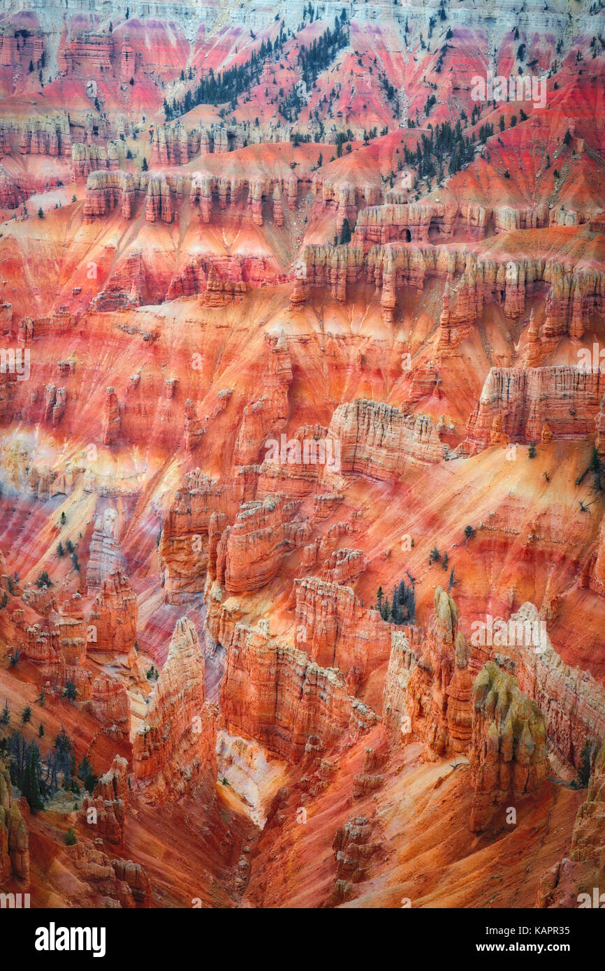 Les oxydes de fer et magnésium créer ces superbes couleurs rouge et violet entre l'amphithéâtre hoodoo dans Utah's Cedar Breaks National Monument. Banque D'Images
