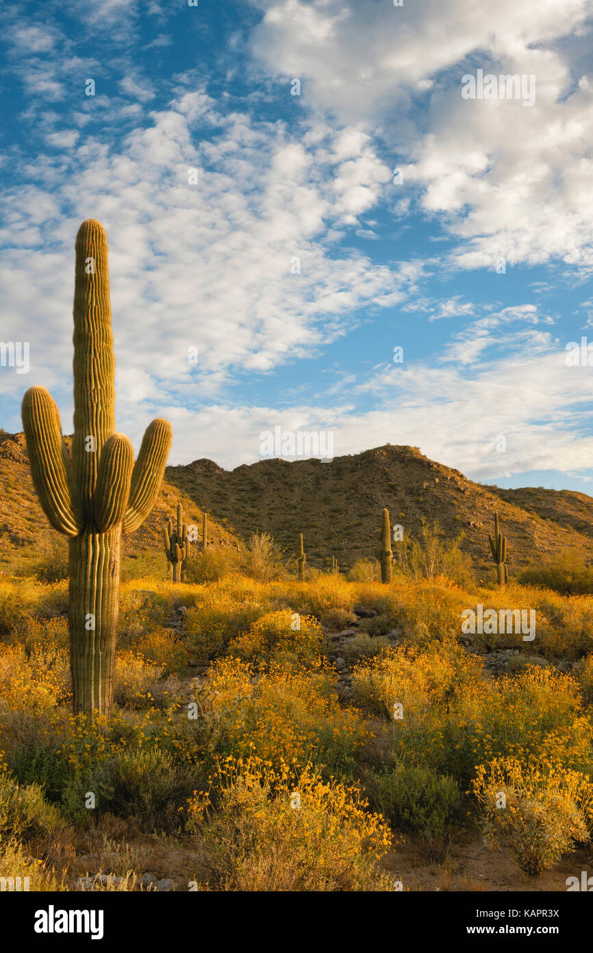 Le lever du soleil sur le parc régional avec réservoir Blanc floraison printanière de brittlebush. Banque D'Images