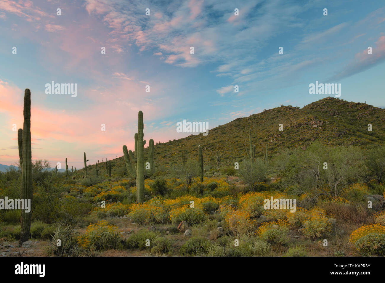 Lever de soleil sur l'Arizona's White Tank Mountain Regional Park à floraison printanière de brittlebush. Banque D'Images