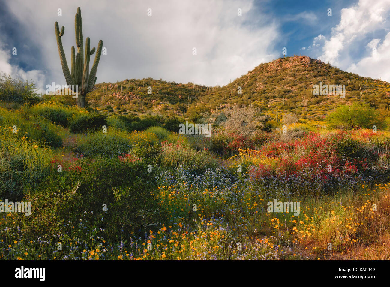 Printemps en fleurs fleurs sauvages offrent une palette de couleurs près de Bartlett Lake en Arizona's Tonto National Forest. Banque D'Images