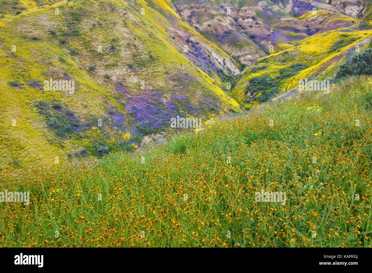 Phacelia violet et orange tapis fiddleneck l'Elkhorn Plain in California's Carrizo Plain National Monument. Banque D'Images