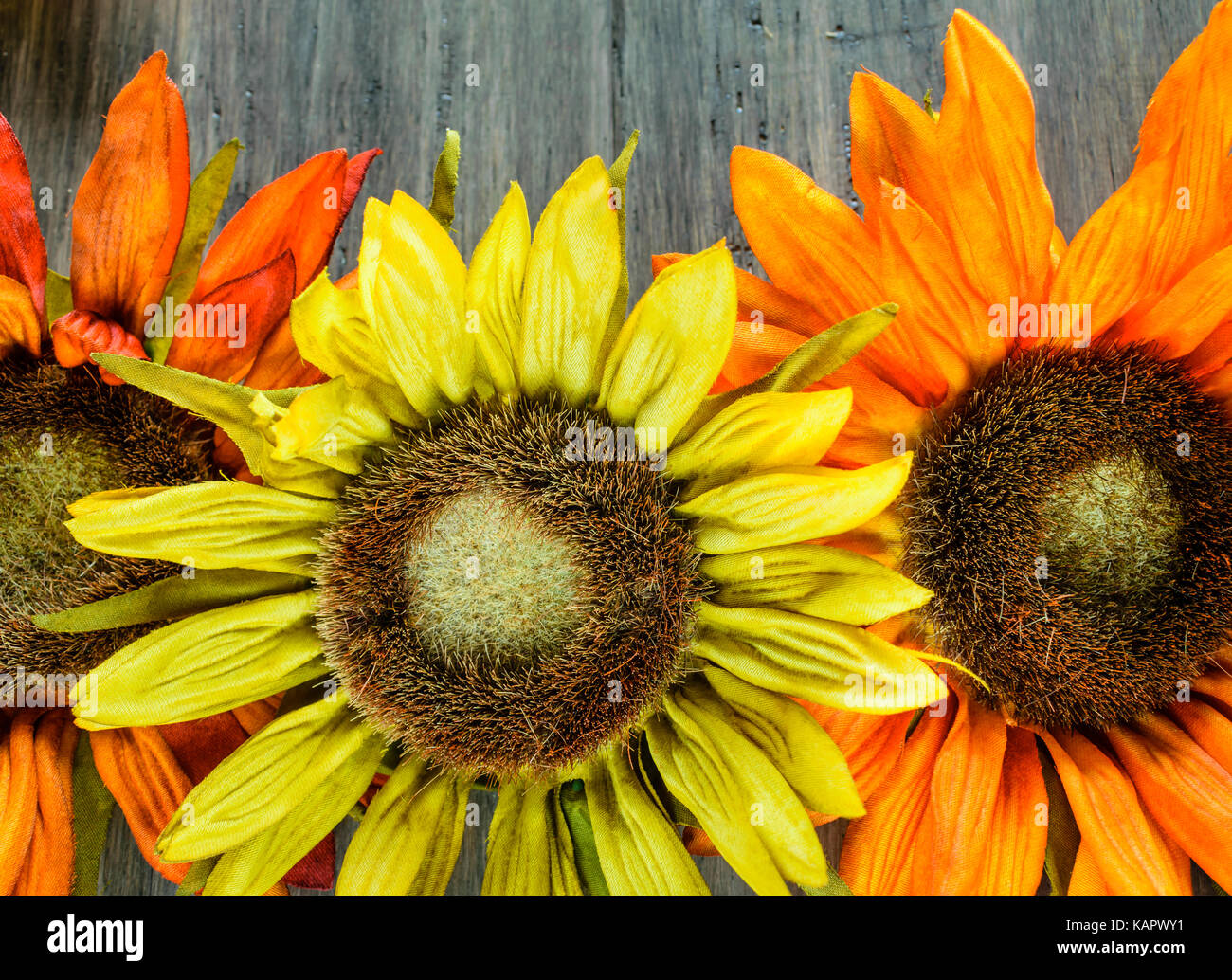 Grandes fleurs colorées sur fond de bois gary Banque D'Images