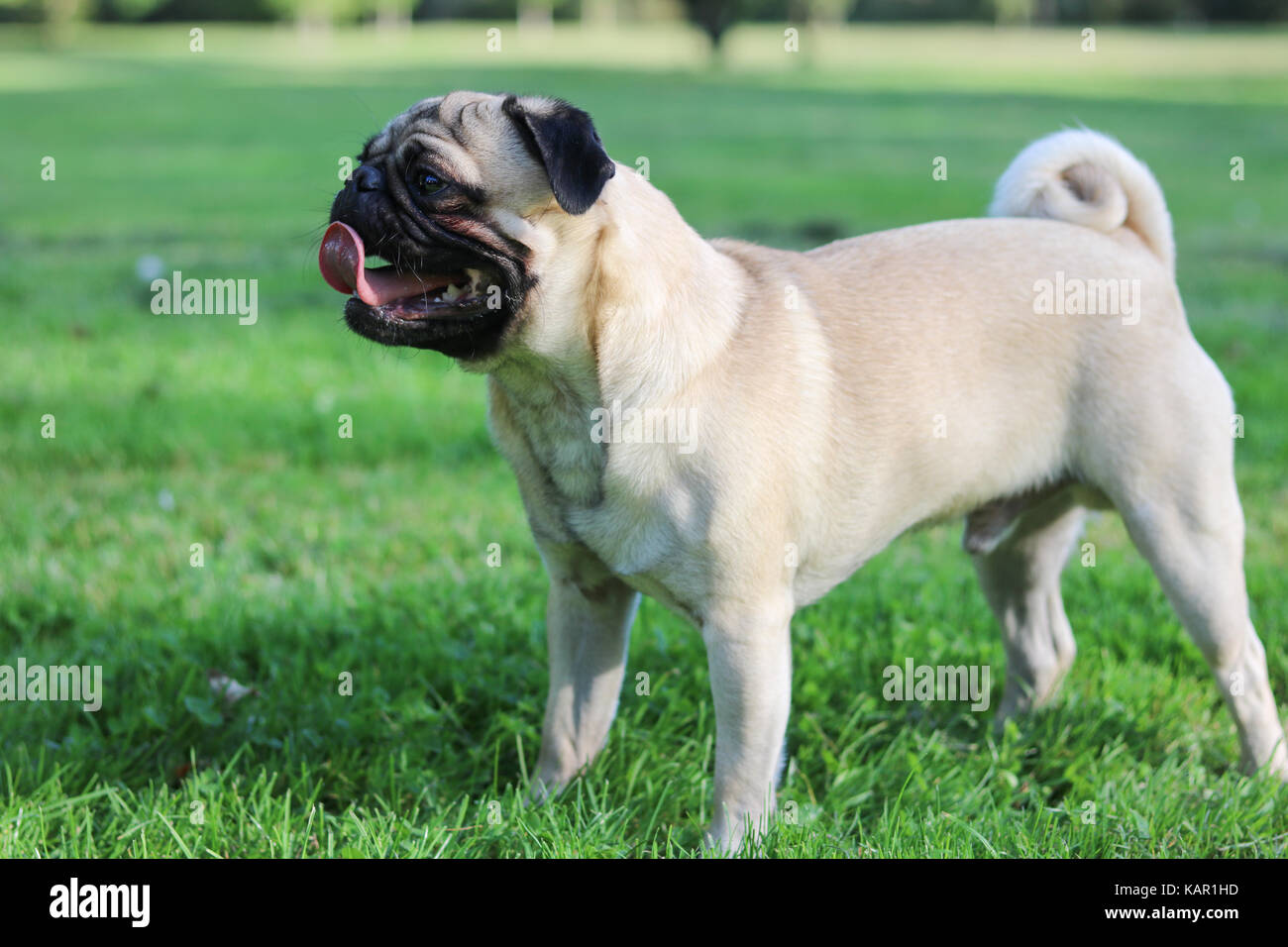 Un an mâle fauve le Pug Photo Stock - Alamy