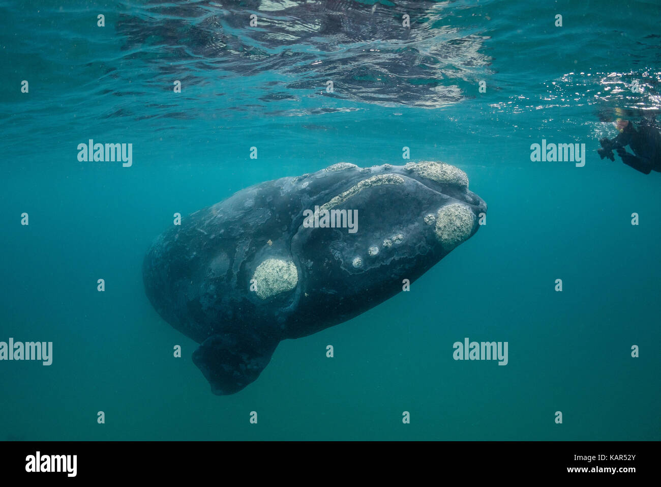 Baleine franche australe photographiée par un plongeur, la Péninsule de Valdès, Patagonie, Argentine. Banque D'Images