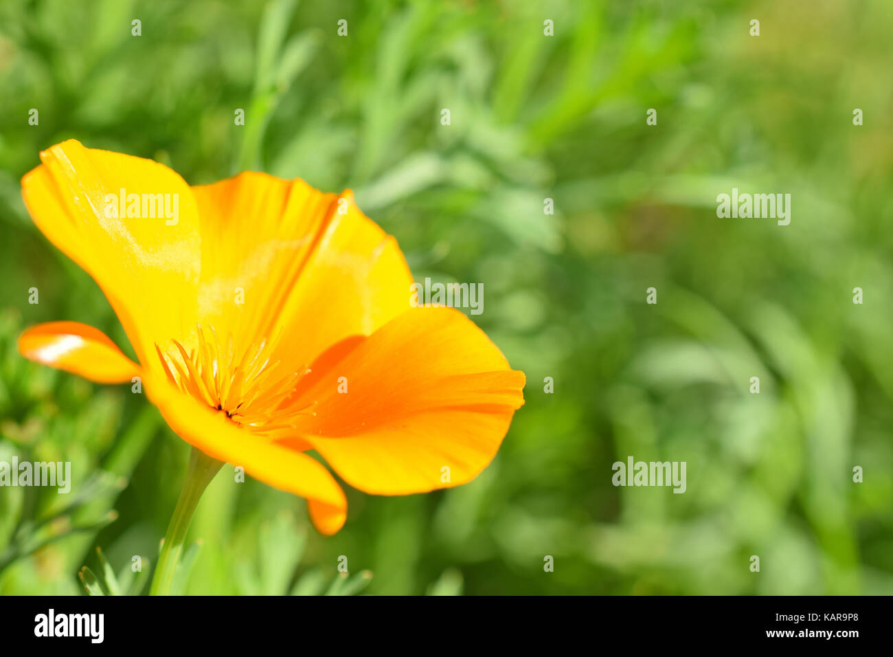 Eschscholzia californica, également connu sous le nom de pavot de Californie, californien, de pavot à opium d'or, la lumière du soleil de la Californie et de la cuvette de l'or. Banque D'Images