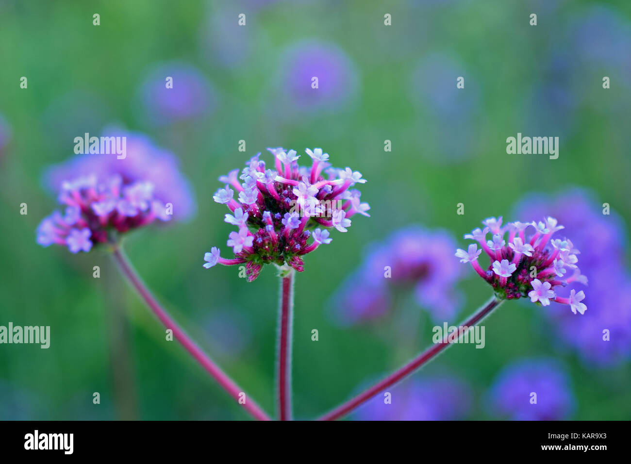 Verbena bonariensis, aussi clustertop purpletop vervain, verveine, verveine argentin, grand ou verveine verbena jolie Banque D'Images