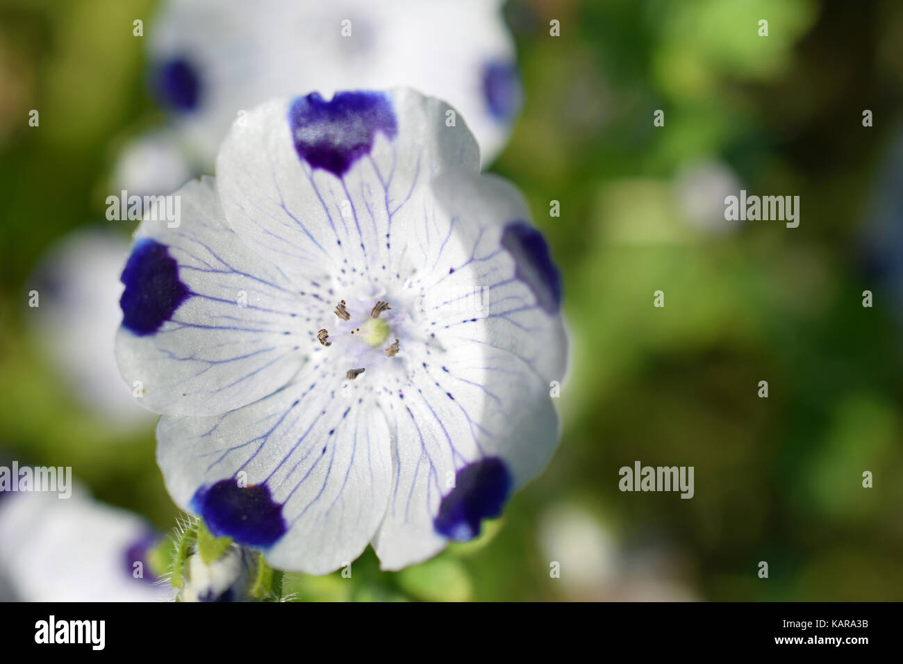 Nemophila maculata, également connu sous le nom de baby blue eyes et fivespot. En forme de cuvette fleurs blanc / bleu violet avec des nervures et des points. Banque D'Images