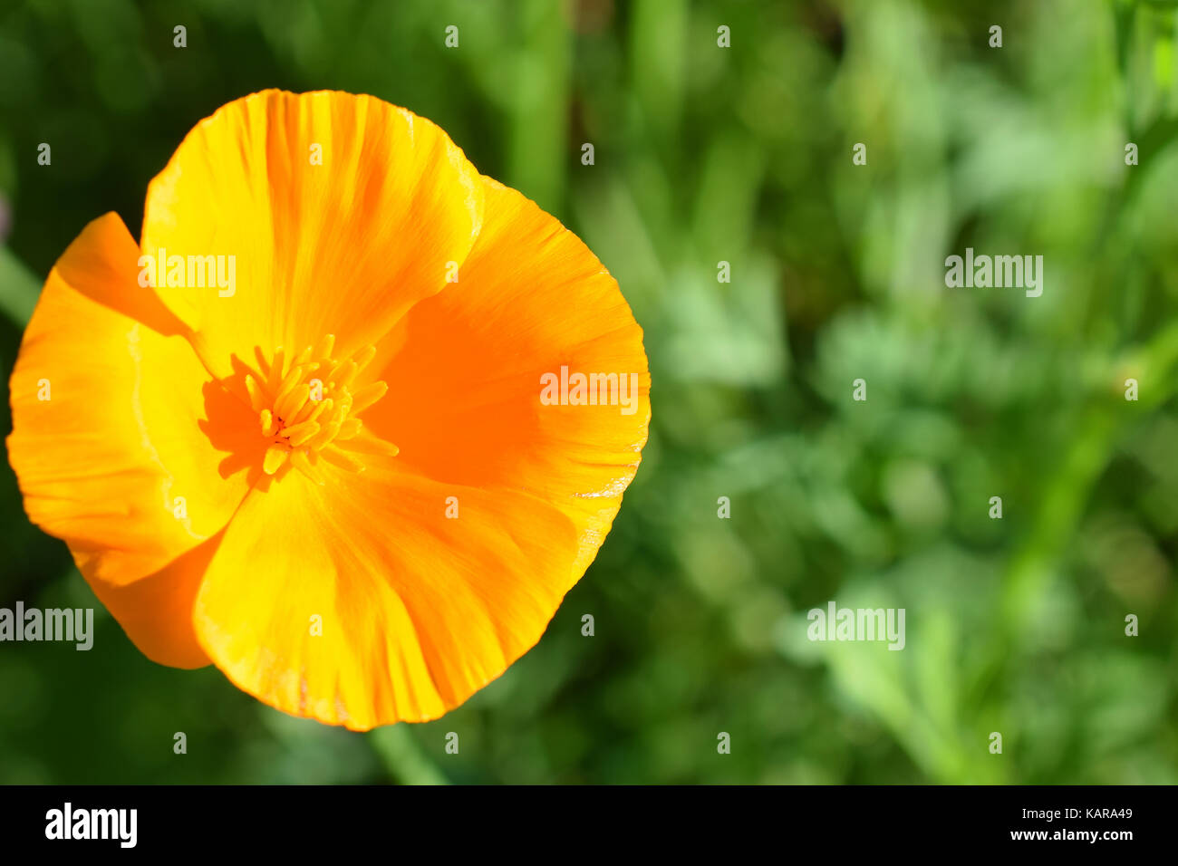 Eschscholzia californica, également connu sous le nom de pavot de Californie, californien, de pavot à opium d'or, la lumière du soleil de la Californie et de la cuvette de l'or. Banque D'Images