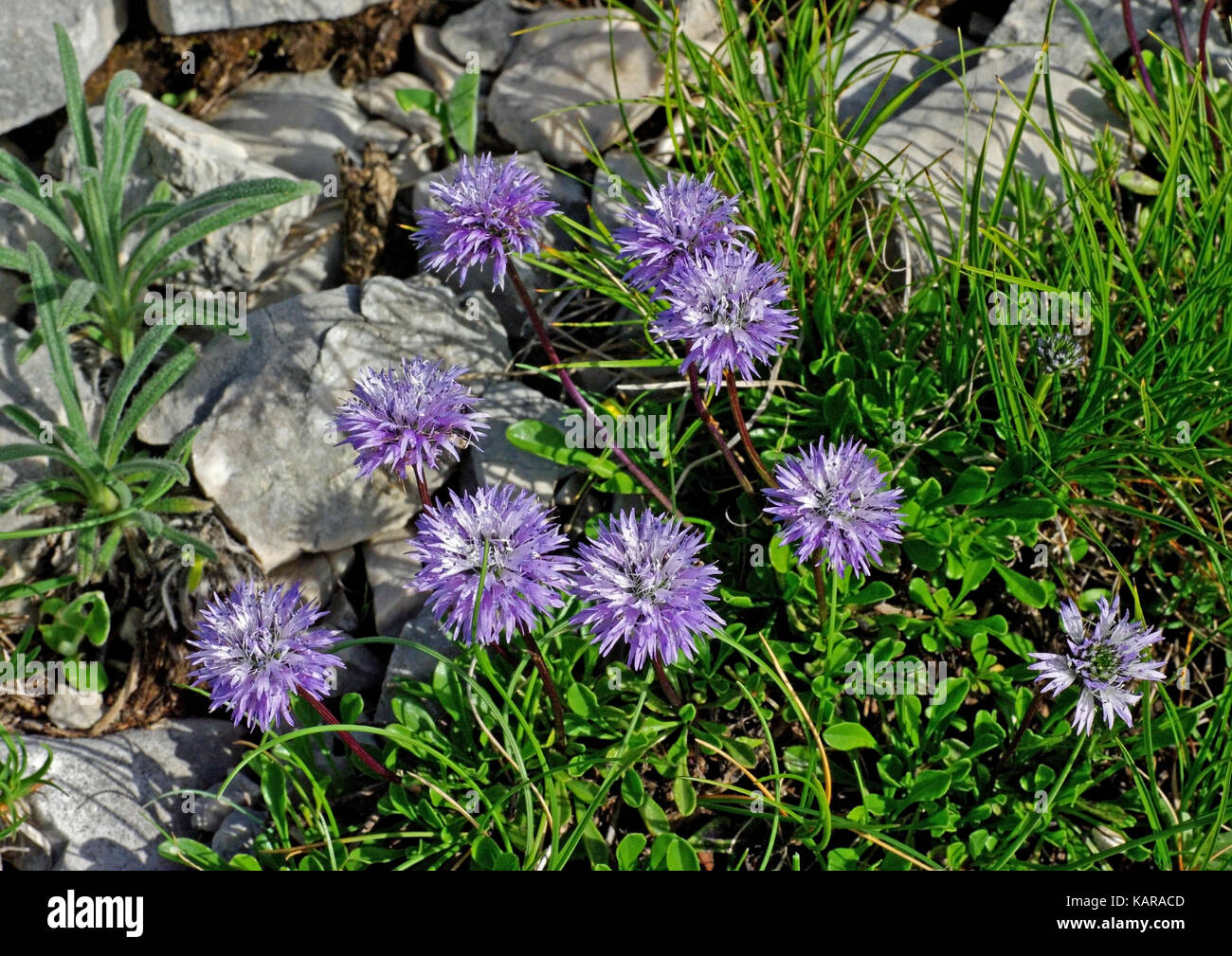 C'est la sauvagette globularia meridionalis ou globularia bellidifolia, de la famille des plantaginaceae Banque D'Images