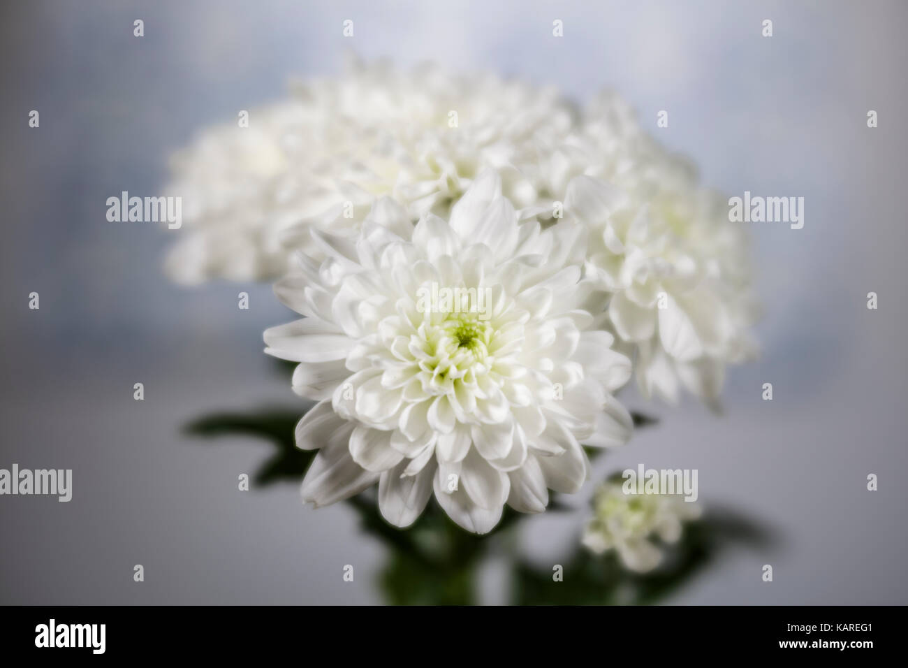 Alors que trois fleurs de chrysanthème contre un arrière-plan gris Banque D'Images