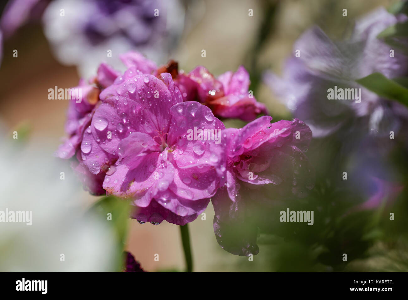 Close up de géranium feuille de lierre avec des gouttes de rosée sur les pétales de rose Banque D'Images