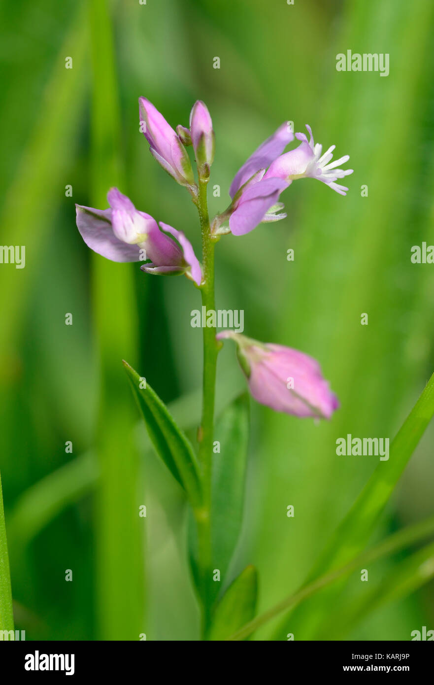 Polygale incarnat Polygala vulgaris commun - couleur rose forme Banque D'Images