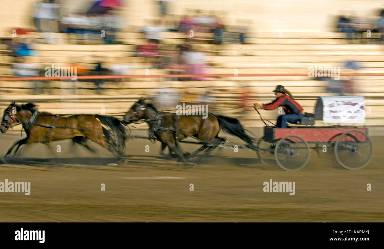 Courses de chariots en fort saint john colombie-britannique, courses de chariots à Fort St John en Colombie-Britannique. Banque D'Images