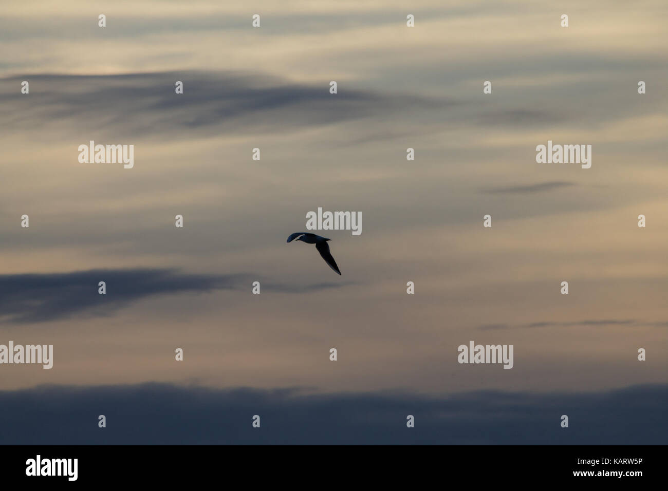 Une silhouette d'un oiseau voler contre un ciel avec nuages colorés magnifiques au coucher du soleil Banque D'Images