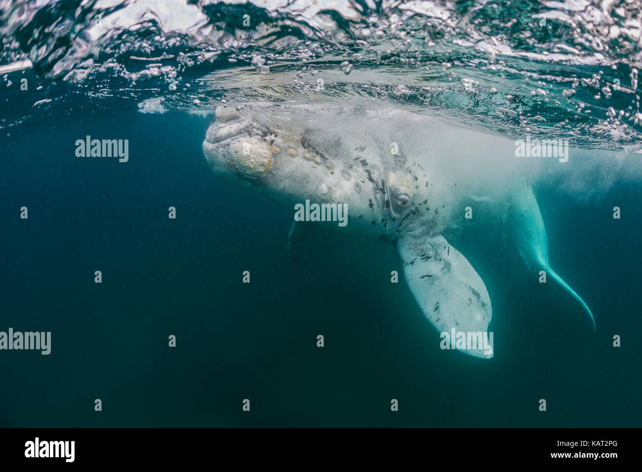 Veau blanc baleine australe jouer à la surface, le golfe Nuevo, Patagonie, Argentine. Banque D'Images