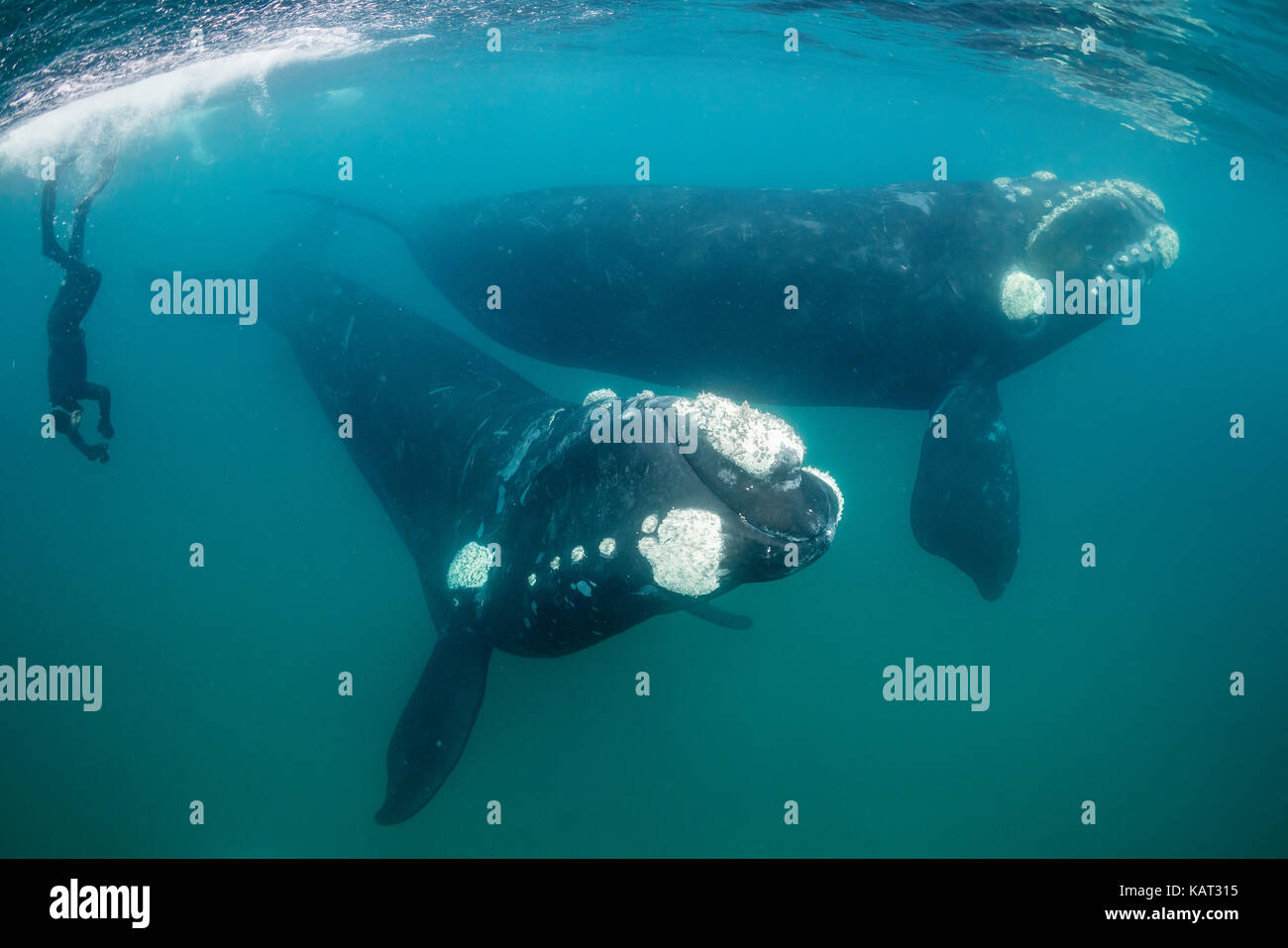 Deux baleines franches nager à la surface à l'aide d'un plongeur libre en arrière-plan, la Péninsule de Valdès, l'Argentine. Banque D'Images