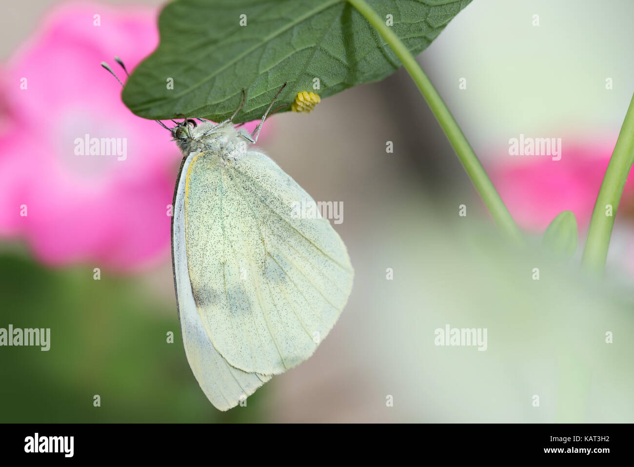 Oeufs de papillon blanc de chou Banque D'Images