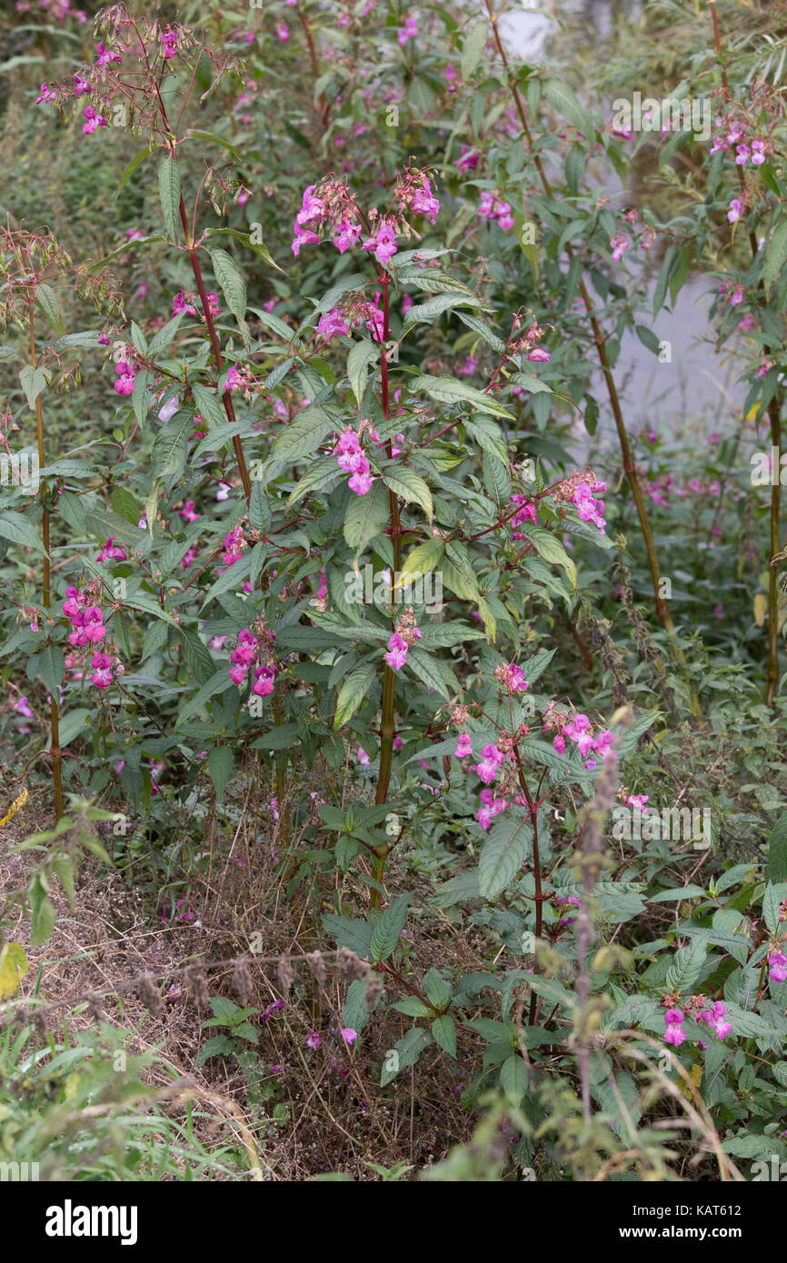Balsamine de l'himalaya Impatiens glandulifera en fleurs plantes banques d'invasion de rivière Wye hoarwithy uk Banque D'Images