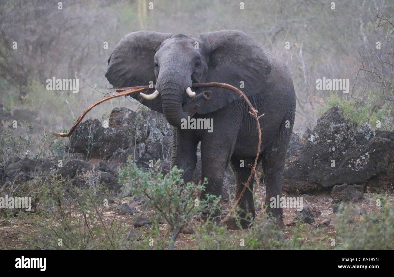 - L'eléphant d'Afrique - Kenya Tsavo Ouest Banque D'Images