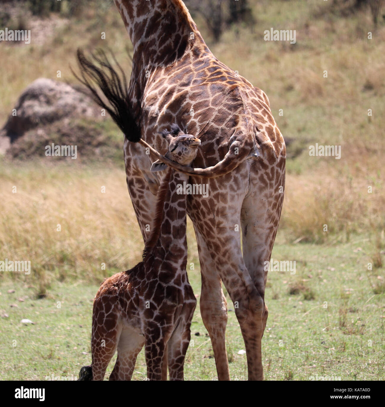 La mère et les jeunes girafes masai - réserve de Masai Mara - Kenya Banque D'Images